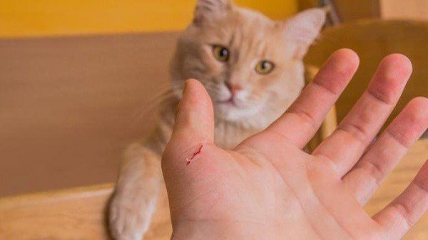 Cách xử lý khi bị mèo dại cắn