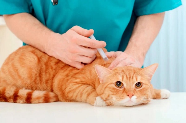 Phòng ngừa và bảo vệ bản thân khỏi bệnh dại từ mèo