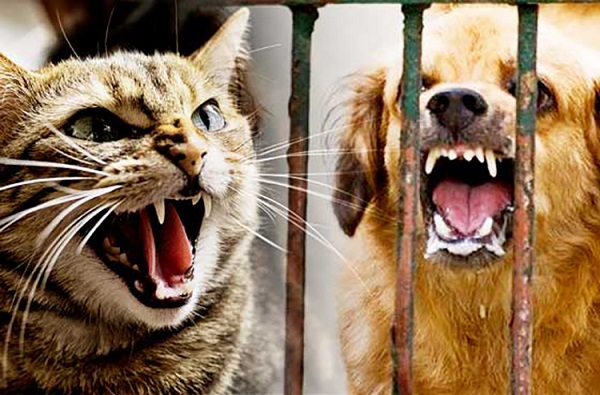Bệnh dại, hay còn gọi là Rabies, là một bệnh truyền nhiễm do virus thuộc họ Rhabdoviridae gây ra